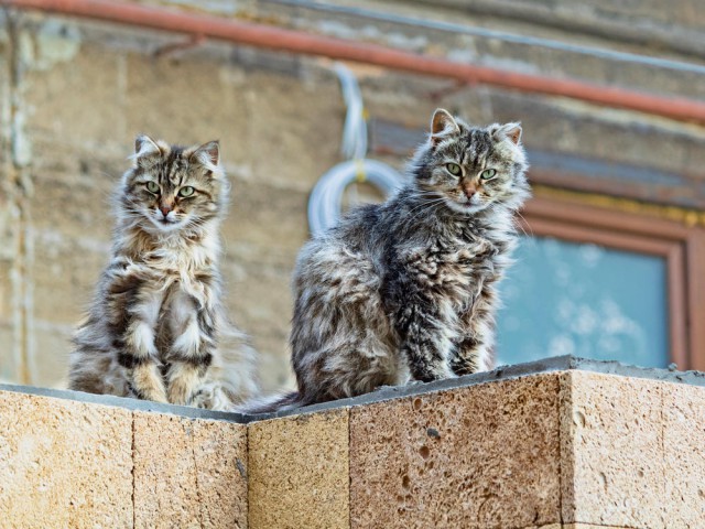 Котовторник  16.10.2018