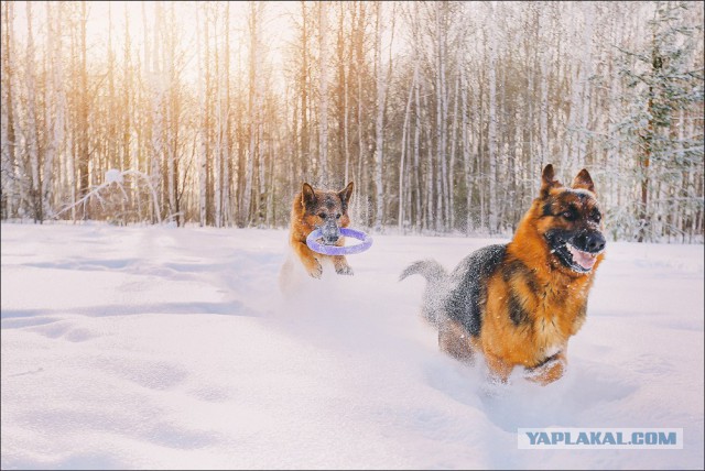 Собакочетверг 26.02.2015