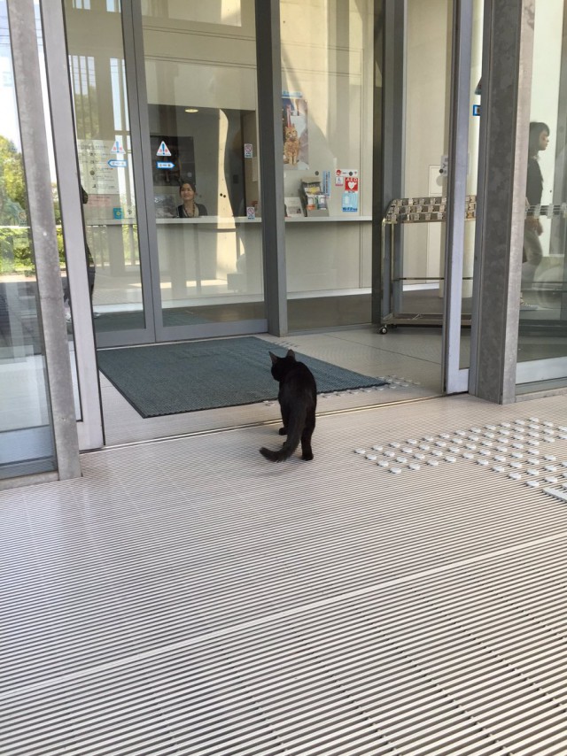 В Японии два кота постоянно пытаются попасть в местный музей, но их не пускают охранники. За «войной» следят тысячи людей