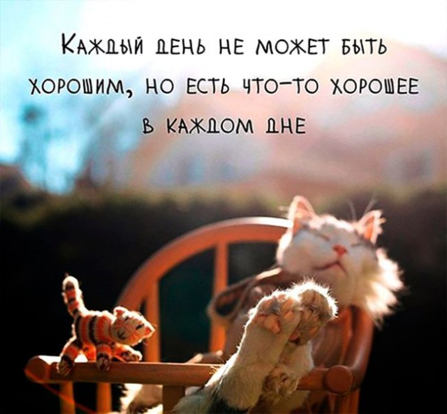 Коты и Кошки