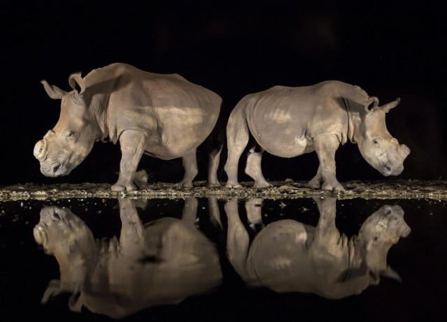 National Geographic выбрал лучшие фото 2018 года. Глядя на них, жалеешь, что фотограф — не ты