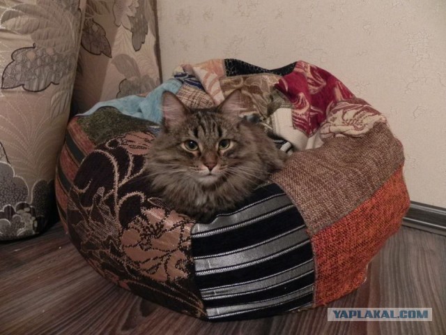 Котовторник