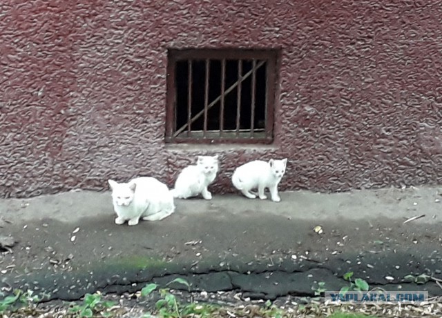 Котовторник 24.07.2018