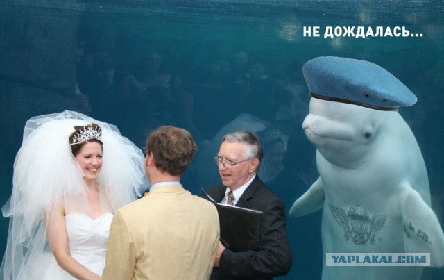 Белый кит испортил свадебное фото