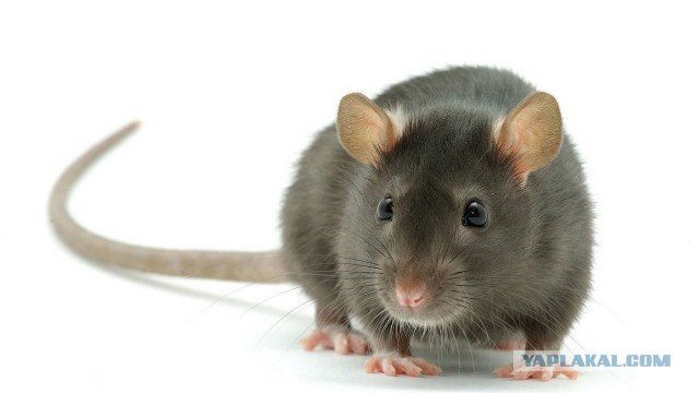 Почему мужчины предпочитают серых мышек?