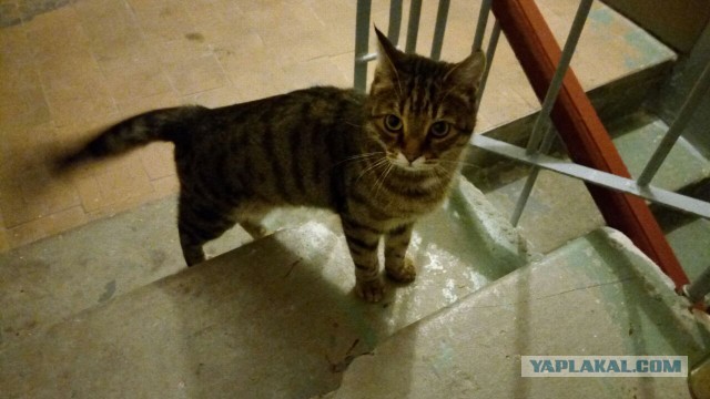 Помогите пристроить кота в Ростове-на-Дону!