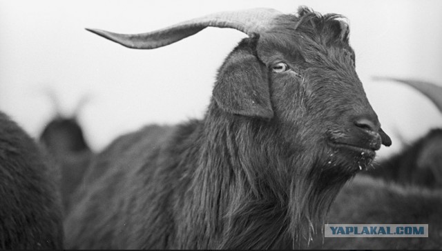 Хозяева приготовили козу на вертеле, после того как она съела 20 тыс. евро
