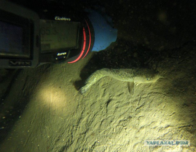 Дайверы впервые сняли видео на Телецком озере на глубине 80 метров