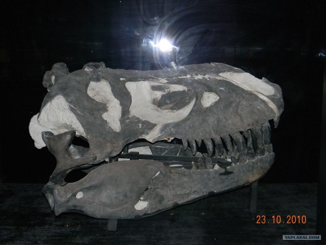 Музей динозавров (Драмхеллер, Канада)