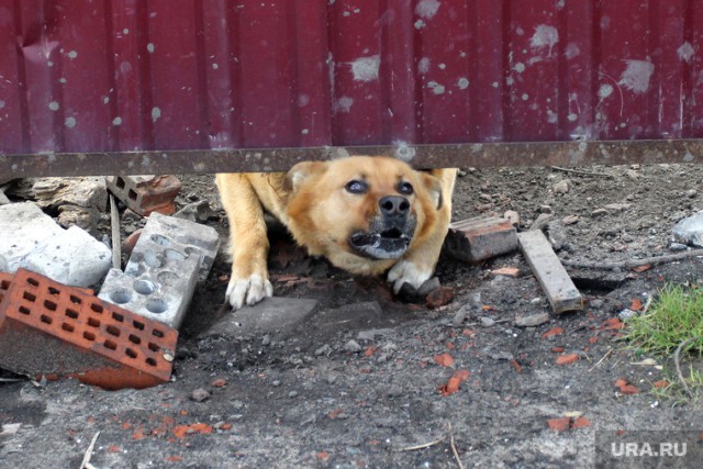 Собак, которые загрызли родственника Юрия Лозы, отстрелили