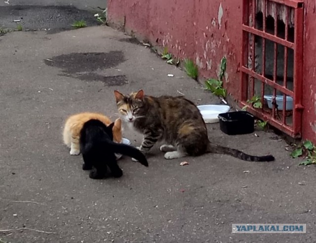 Котовторник 24.07.2018