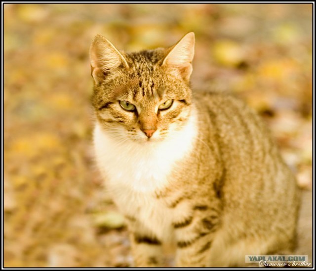 Котовторник на ЯПлакалъ