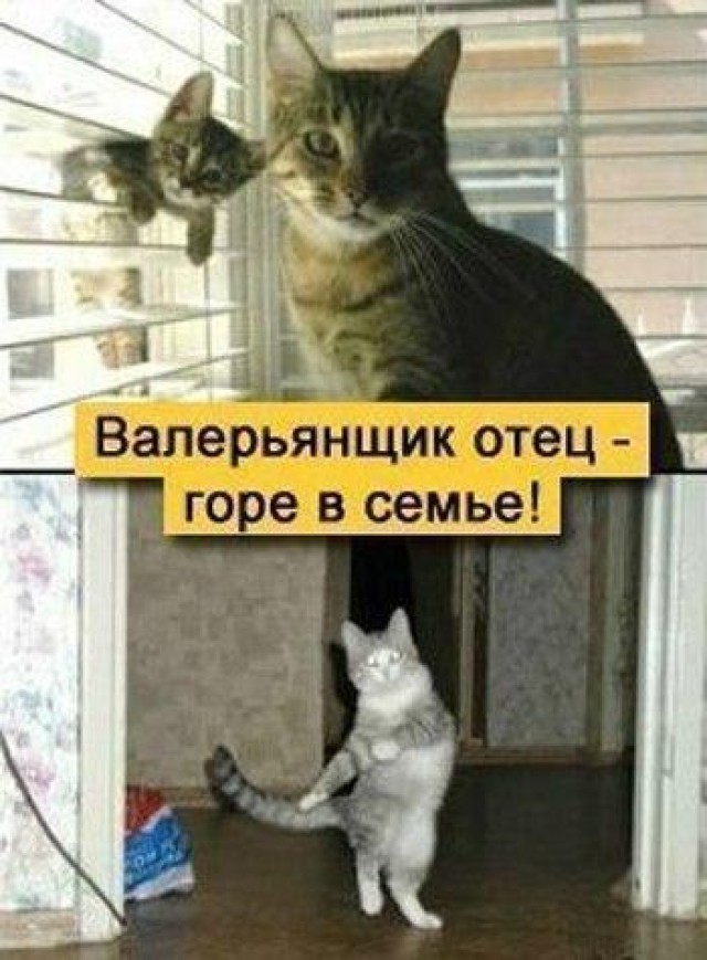 Кот нашел кошачью мяту