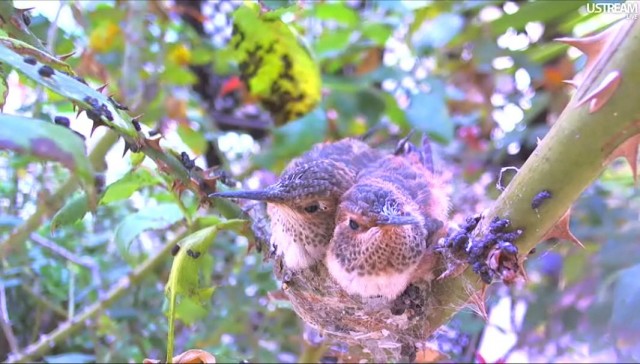 Вебка у гнезда колибри