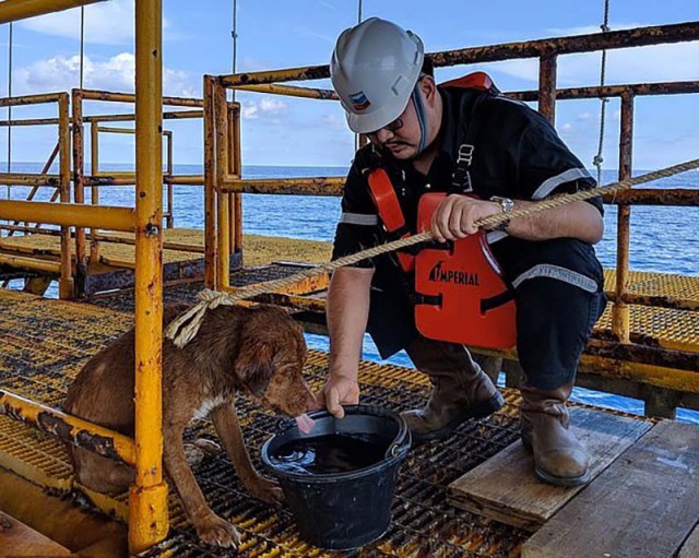 Тайские нефтяники спасли собаку