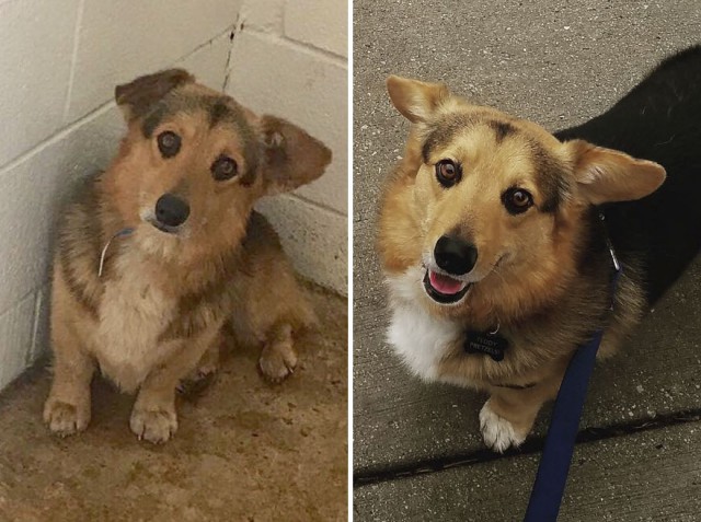 Собаки из приюта: снимки до и после обретения семьи