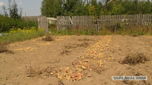 Мой ответ санкциям