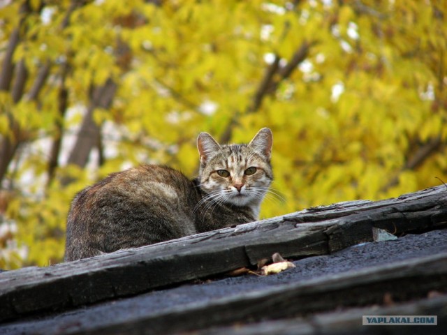 Котовторник на ЯПлакалъ