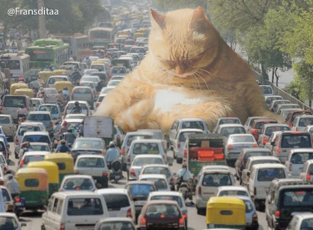 Пробки из-за котиков: гигантские коты в городских пейзажах