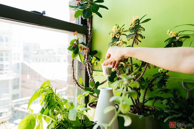 В городских джунглях: у девушки более 500 растений в квартире