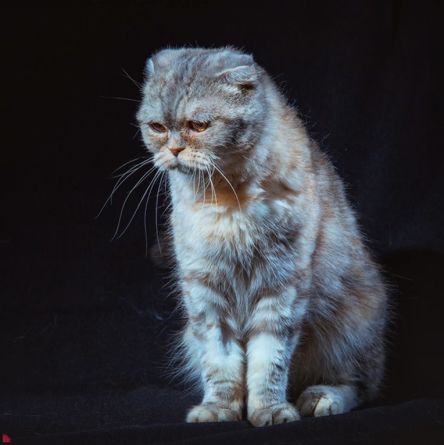 Бездомные уральские коты стали фотомоделями, чтобы найти новых хозяев