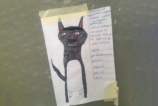 Жители подмосковного города умилились объявлению о пропаже кота