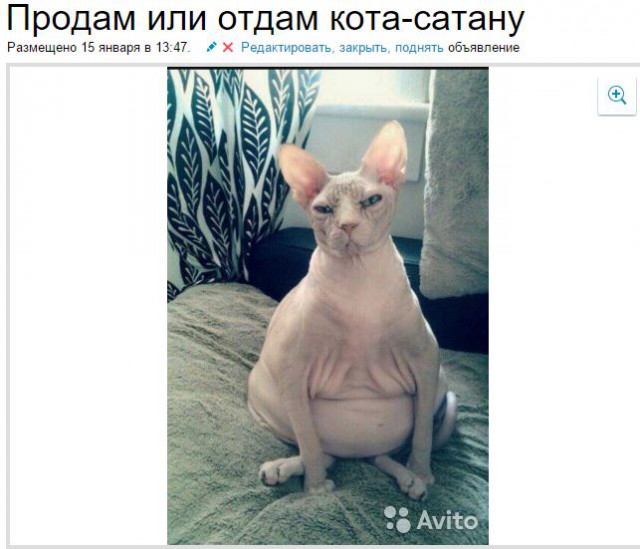 Кому кота