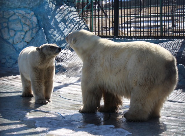 Первая встреча белых медведей