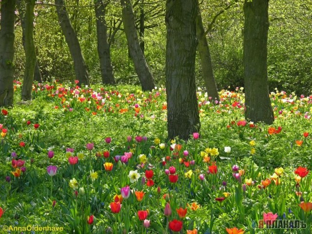 Голландия-страна тюльпанов