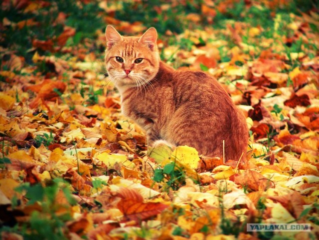 Котовторник на ЯПлакалъ