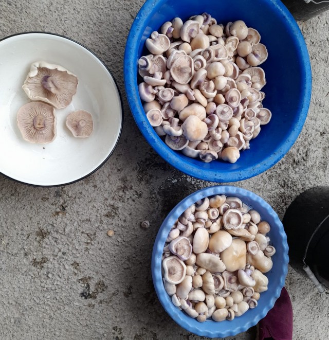 На юге Казахстана полезли грибы