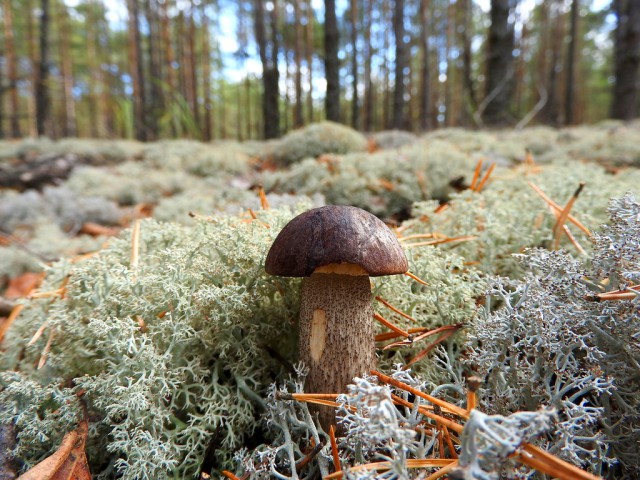 Осень, лес, грибы ... и не только ...