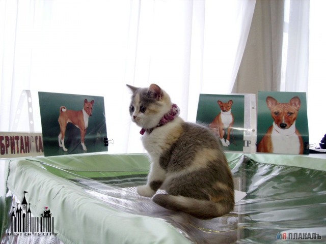 Выставка Кошек 2007 (14 фото)