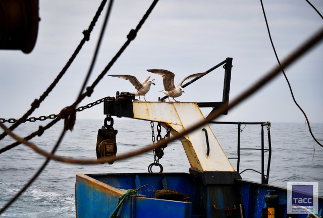 Рыбаки в Японском море: Прибрежный промысловый лов минтая в заливе Петра Великого в Приморском крае