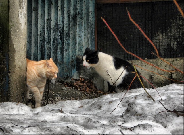 Пятница. Коты vs собаки.