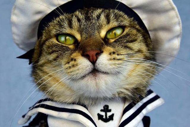 Потрясающая история о коте, который стал настоящей звездой на борту корабля