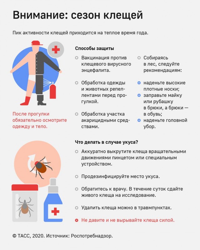 Число обратившихся россиян к врачу после укуса клеща составляет 24,6 тыс. человек