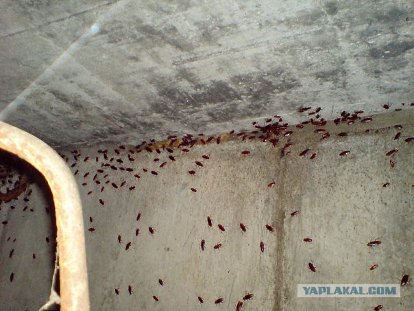 Вот такие таракашки живут в Выхинских подвалах