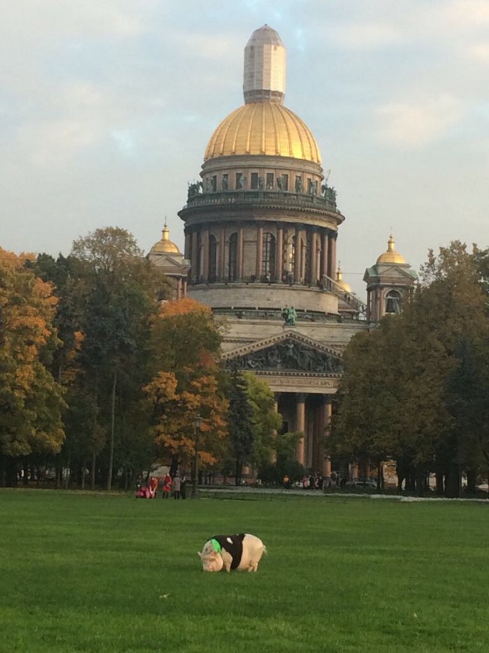 Вот такая прелесть отдыхает и гуляет на Васильевском острове в Петербурге