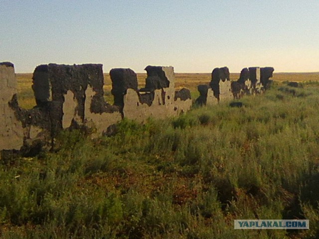 Командировка. В степь. Животные и люди