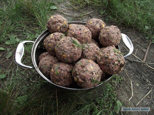 Карпфишинг. Взгляд изнутри