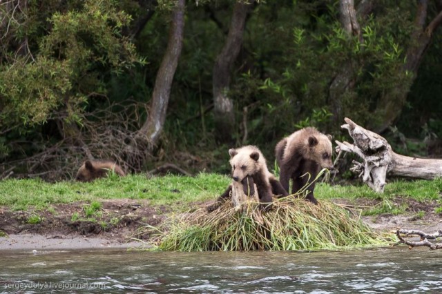Камчатка. Медвежья рыбалка на заповедном кордоне