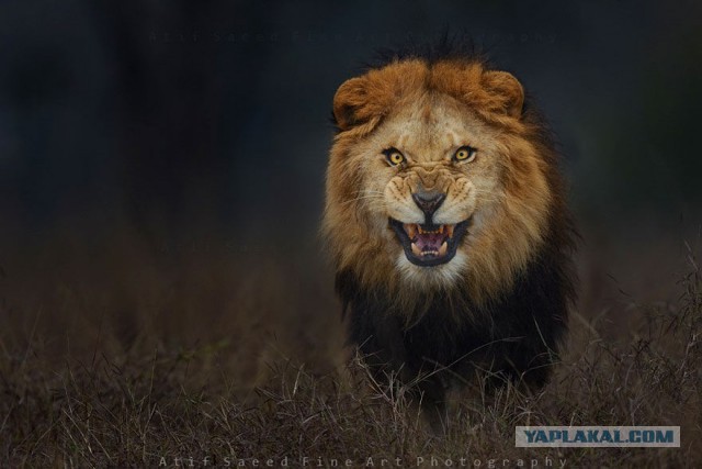 Фотографии льва за мгновение до атаки на фотографа.
