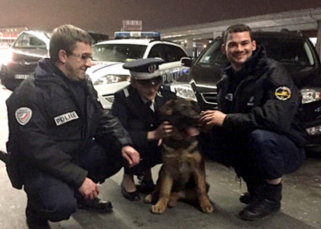 Во Франции забраковали собаку Добрыню, подаренную Россией