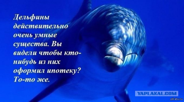 Статус про дельфина Статус про дельфина