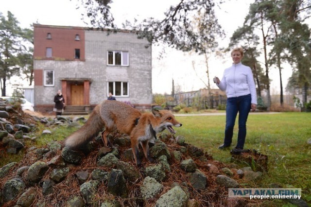 Когда у вас домашний питомец - лиса