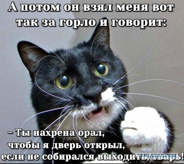 Кото-Кото-Комбо! Котовторнику посвящается)