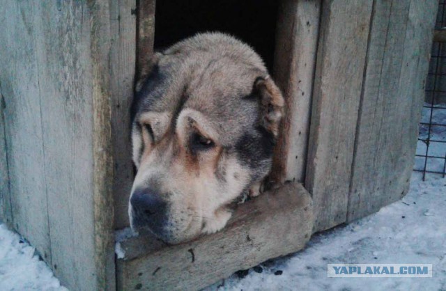 Жили-были той и стаф…