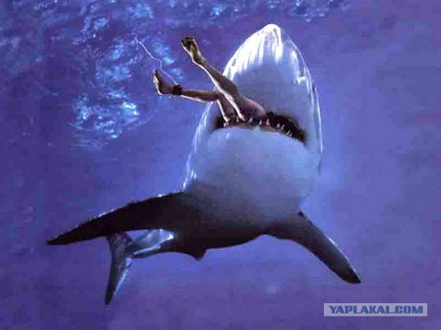 Интересные находки в желудках акул