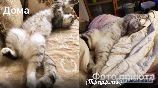 Помогите вернуть кота! Приют "Преданное сердце" украл кота и не отдает!